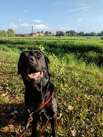 Labrador maschio nero per accoppiamento