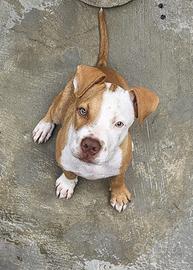 Pitbull