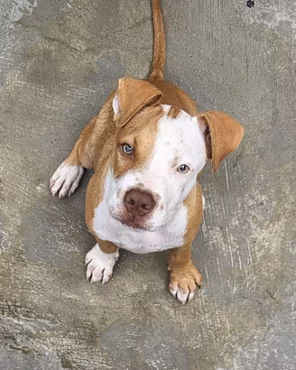 Pitbull