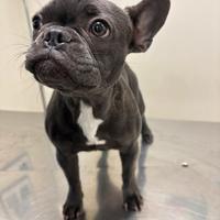 Bulldog francese