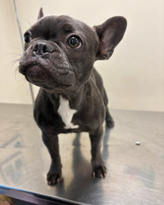Bulldog francese