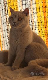 British shorthair femmina da riproduzione