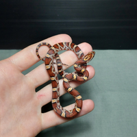 Serpente del grano (Pantherophis guttatus)