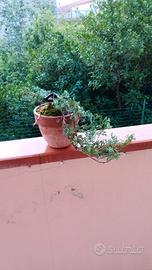 bonsai di ginepro 