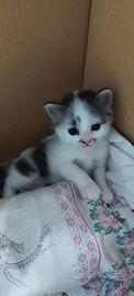 GattiNo bianco e nero