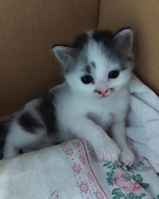 GattiNo bianco e nero