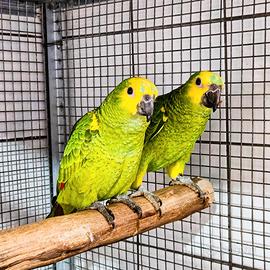 Coppia pappagalli amazzone fronte blu 2025