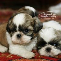 Shihtzu cuccioli