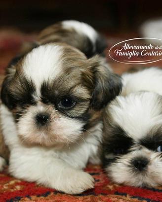 Shihtzu cuccioli