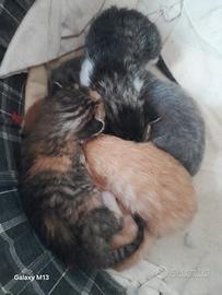5 gattini di vari colori