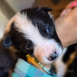 Cuccioli di Border Collie