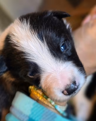 Cuccioli di Border Collie