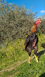 Galli , galline , pulcini