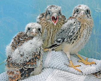 Pulli American Kestrel