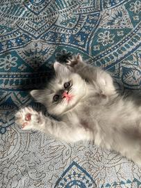 Cuccioli di Ragdoll