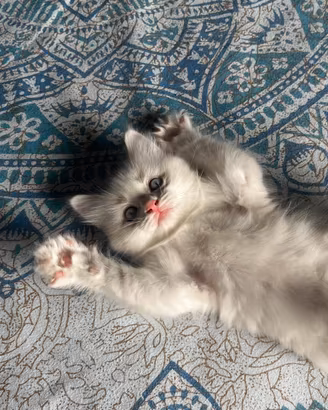Cuccioli di Ragdoll
