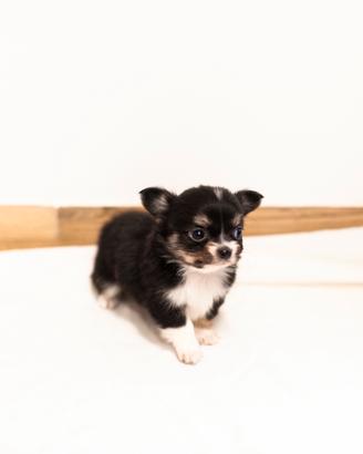 Cucciolo chihuahua pelo lungo