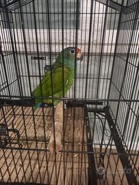 Pappagallo allevato a mano