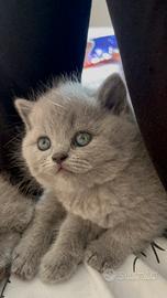 Gattini scottish straight blue