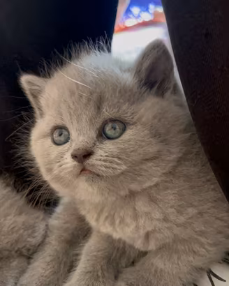 Gattini scottish straight blue