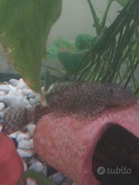 Piccoli Ancistrus