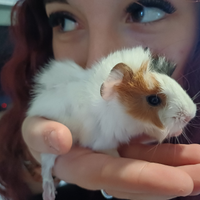 Cuccioli cavie