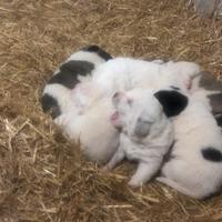 Pastore dell'Asia centrale