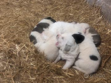 Pastore dell'Asia centrale