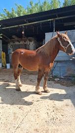 Cavallo