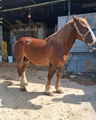 Cavallo