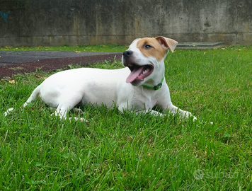 Cucciolo Amstaff maschio