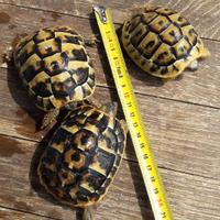 Tartaruga di Hermann