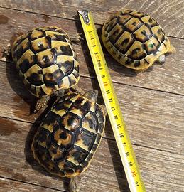 Tartaruga di Hermann