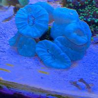 Corallo LPS Caulastrea