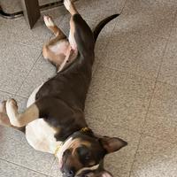 Blu Tricolor Pitbull