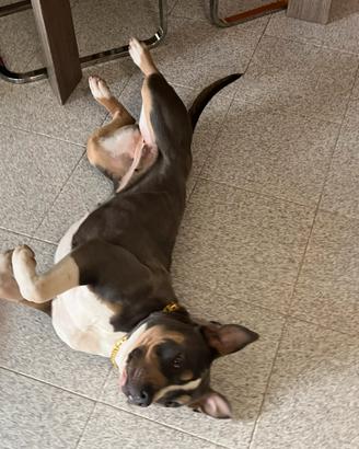 Blu Tricolor Pitbull