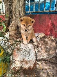Shiba Inu pedigree enci