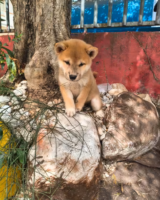 Shiba Inu pedigree enci