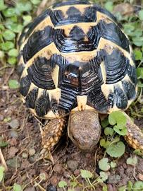 Tartaruga di terra Testudo Hermanni FonteC 33-2020