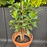 Pianta di CRASSULA OVATA ( Albero di Giada)