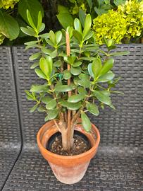 Pianta di CRASSULA OVATA ( Albero di Giada)