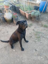 Cane Corsso Femina
