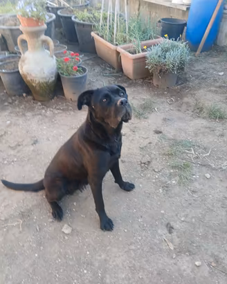 Cane Corsso Femina