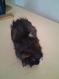 Cavie porcellini d'india