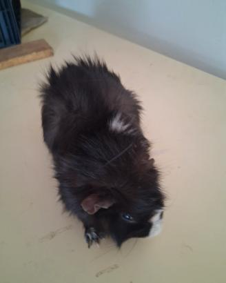 Cavie porcellini d'india