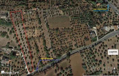 Uliveto con Rustico (4.800 mq)
