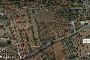 Uliveto con Rustico (4.800 mq)