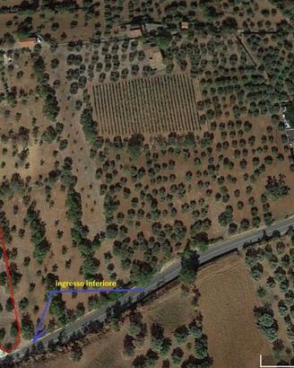 Uliveto con Rustico (4.800 mq)