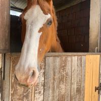 Cavallo in mezza fida