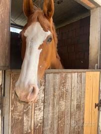 Cavallo in mezza fida